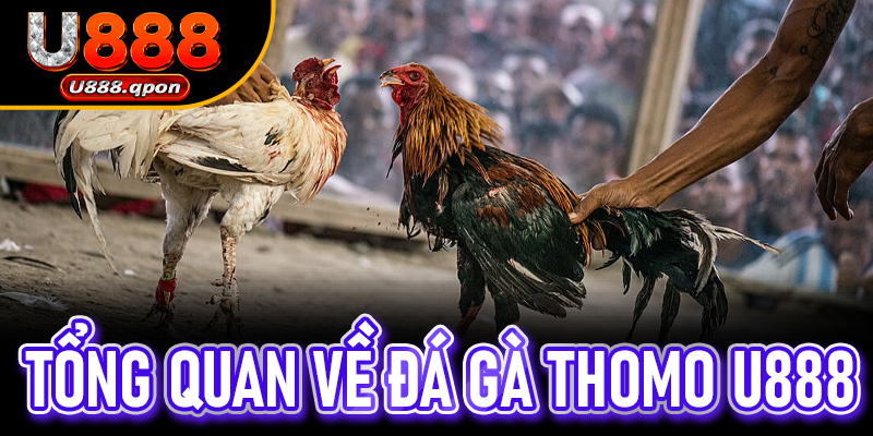 Tổng quan về Đá Gà Thomo U888
