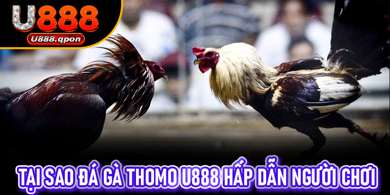 Tại sao Đá Gà Thomo U888 hấp dẫn người chơi