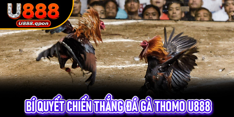 Bí quyết chiến thắng Đá Gà Thomo U888 từ người chơi chuyên nghiệp