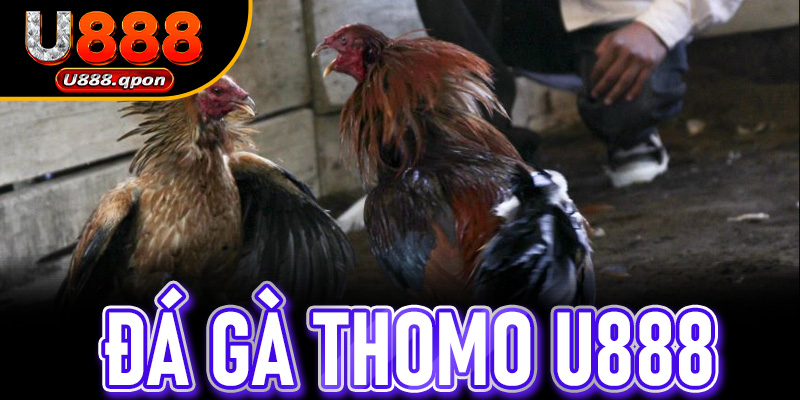 Đá Gà Thomo U888